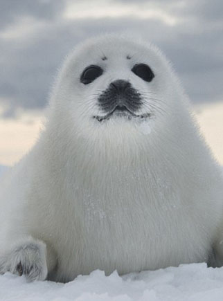 神奇门将扑出三个点球 安徽力天挺进足协杯第