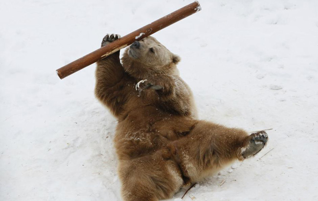 俄罗斯“功夫熊”走红 舞棍有模有样