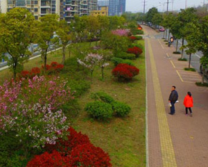 銅陵：花開湖東路 賞花好去處