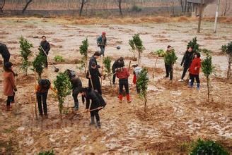 &ldquo;扣工资植树&rdquo;为何屡禁不止