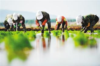 理性对待&ldquo;谁来种地&rdquo;焦虑