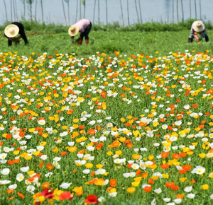 合肥：花海迎&ldquo;五一&rdquo;