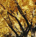 街頭披上黃金&ldquo;衣&rdquo;